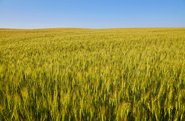 Golden wheat field, forest strip and clear blue sky on a sunny day.