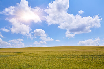 Yellow field under deep blue sky.