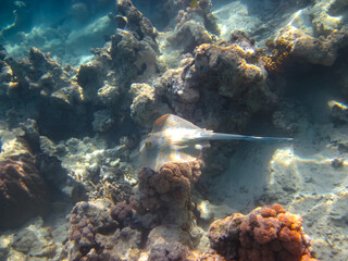 Teniura lymma or Taeniura lymma in the expanses of the coral reef of the Red Sea. Undersea world. Stingray.