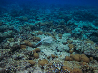 Teniura lymma or Taeniura lymma in the expanses of the coral reef of the Red Sea. Undersea world....