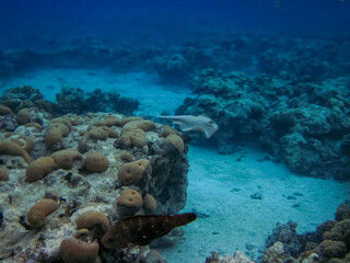 Obraz premium Teniura lymma or Taeniura lymma in the expanses of the coral reef of the Red Sea. Undersea world. Stingray.
