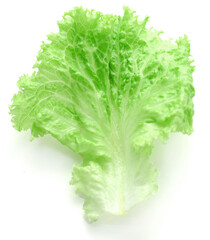 Fresh lettuce on white background
