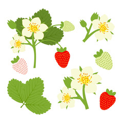 Set of ripening blooming strawberries with flowers, branches of unripe and ripe berries. Vector illustration on white background