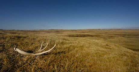 A single antler from a mule deer in the dry prairie grass under a bright blue sky.
