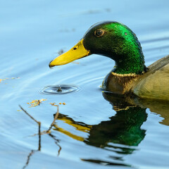 Closeup of the head of a swimming Male Mallard Duck (Anas platyrhynchos) as a water drop from its beak hits the water in Michigan, USA.