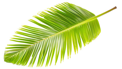 Obraz premium Palm leaves isolated on transparent background.