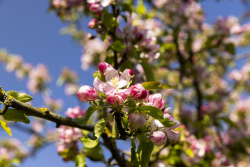 Beautiful pink apple blossoms on a blue sky background
