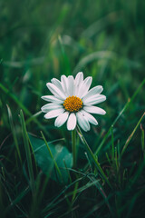 A delicate white daisy blossom set against lush green grass, radiating simplicity, purity, and natural beauty. Evokes feelings of tranquility, serenity, and the beauty of nature.
