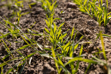 young wheat in the soil, wheat harvest