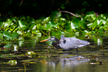 A Great Blue Heron (Ardea herodias) wading hunting for food among the lilly pads in a pond in Michigan, USA.