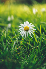 A delicate white daisy blossom set against lush green grass, radiating simplicity, purity, and natural beauty. Evokes feelings of tranquility, serenity, and the beauty of nature.