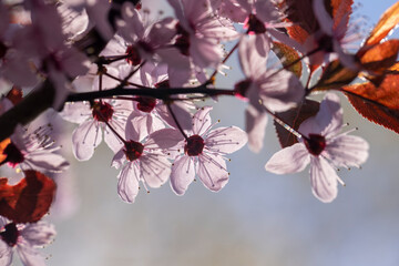 beautiful cherry blossoms during flowering in spring