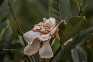 Close Up Photo Of Wilted Cape Jasmine