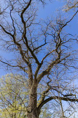 acacia tree in spring without foliage in the park