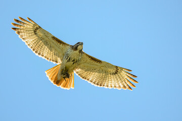 A flying Red-tailed Hawk (Buteo jamaicensis) against a clear blue sky carrying an Eastern Chipmunk (Tamias striatus) in its talons in Michigan, USA.