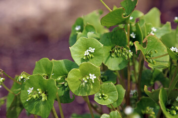 Closeup of Cuban spinach flowers and foliage, Derbyshire England
