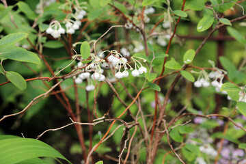 Closeup of Dusty Zenobia blooms, Derbyshire England
