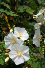 Macro image of Chilean Tree Mallow blooms, Derbyshire England
