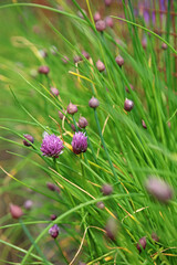 Macro image of Chives flowers and buds, Derbyshire England
