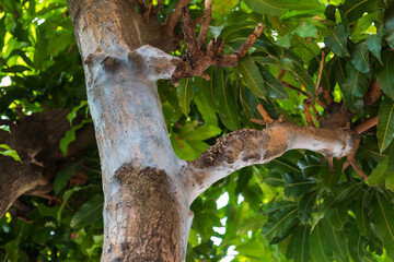 Branch of a tree affected by spider mite (Tetranychus urticae).