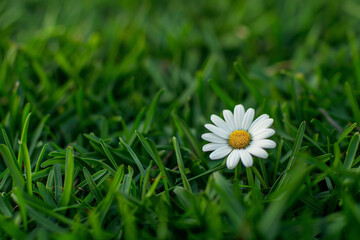 A delicate white daisy blossom set against lush green grass, radiating simplicity, purity, and natural beauty. Evokes feelings of tranquility, serenity, and the beauty of nature.