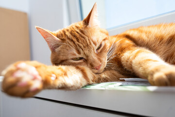 Adorable red cat laying and relaxing