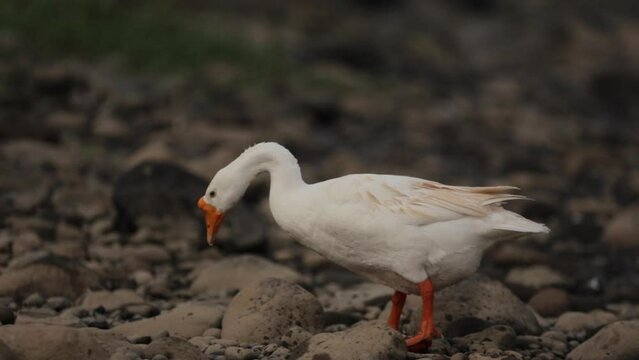 Goose taking a bath ; Swan swimming on water ; White swan taking a bath in the narure ; beautiful wildlife of indonesia