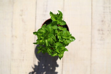 Mięta kędzierzawa Mentha spicata var. crispa © Perovskia