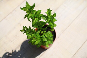 Mięta kędzierzawa Mentha spicata var. crispa © Perovskia