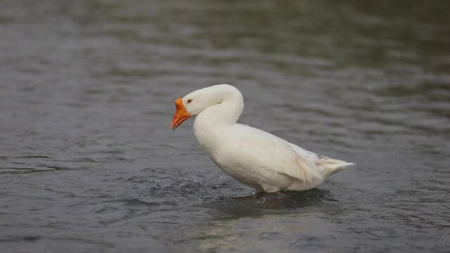 Goose taking a bath ; Swan swimming on water ; White swan taking a bath in the narure ; beautiful wildlife of indonesia