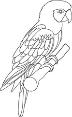 Parrot Bird Doodle