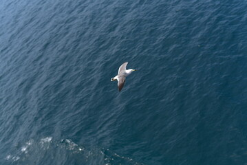 佐渡島のウミネコ