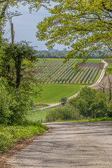 Rolling hill with a pear orchard, near the Liege area, famous for its syrup