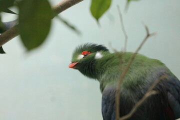 White Cheeked Turaco Bird with Green Feathers