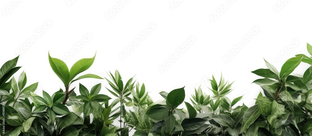 Poster tropical tree branches with leaves isolated on a white background creating a lush green foliage back