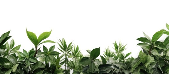 Tropical tree branches with leaves isolated on a white background creating a lush green foliage backdrop and providing room for a copy space image