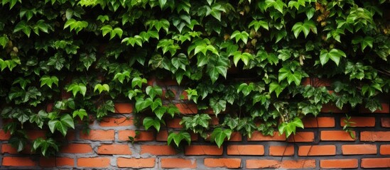 Brick wall with ivy climbing on it providing a natural and aesthetic touch creating a beautiful copy space image