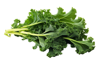 A bunch of fresh green kale leaves on a transparent background.