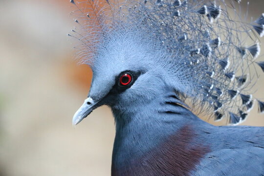 Victoria Crowned Pigeon Bird Closeup