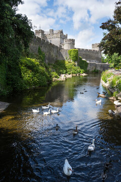 White geese and ducks at Cahir Castle in Ireland