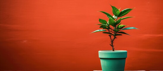 A front view image of a green plant against a bright red brick color wall with copy space