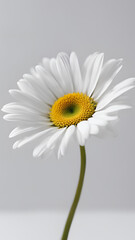 Naklejka premium A close-up daisy with blurred background, daisy wallpaper, daisy