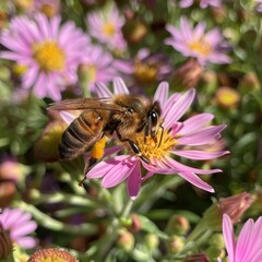 Bee Pollinating Flowers