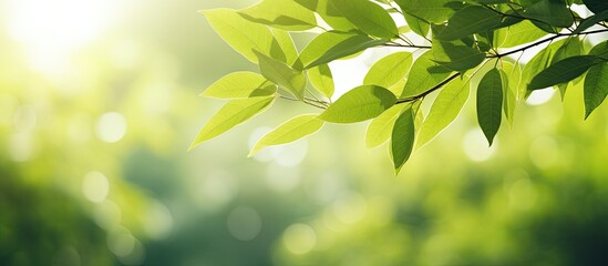 Obraz premium A stunning close up of lush green leaves against a blurred backdrop of trees in a public garden park The sunlight adds a touch of radiance to the landscape making it a perfect copy space image for wa
