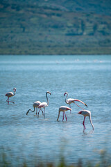 Captivating Flamingo Ballet in Albanian Lagoons