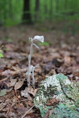 Hyper rare white flower Monotropa uniflora, ghost plant, ghost pipe, or Indian pipe.