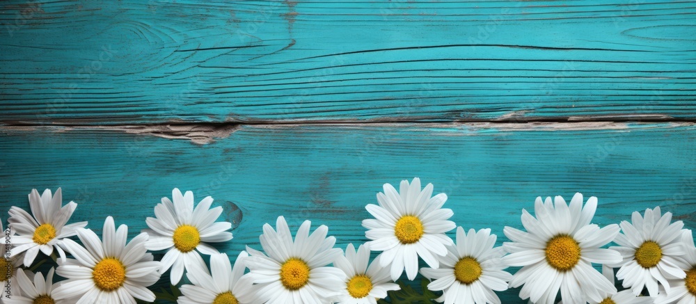 Poster top view of a copy space image depicting a border of chamomiles on a weathered turquoise wooden back