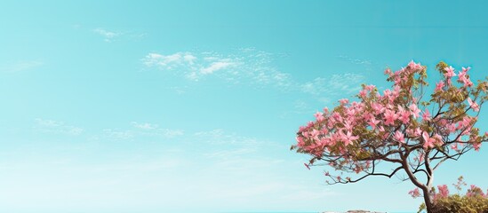 A tropical Hawaiian tree with delicate pale pink flowers blooming against a stunning backdrop of a turquoise blue sky providing ample copy space for images