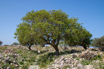 castle ruins of Antimachia Castle Kos Island South Aegean Region (Südliche Ägäis) Greece