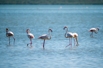 Captivating Flamingo Ballet in Albanian Lagoons